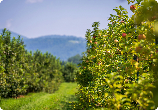 About OsaFruits