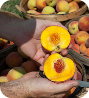 Peaches