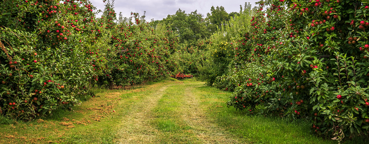 Cultivating Nature's Perfection