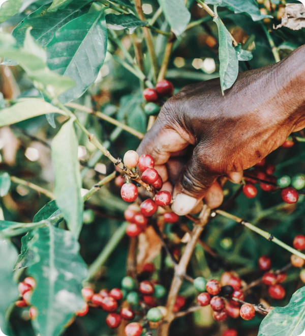 Hand-Picking & Harvesting